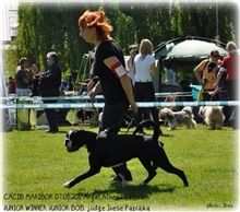 Cacib Maribor 2011, Angel Junior BOB